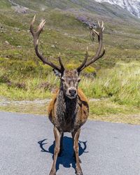 Highland deer