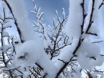 Snow covered plant against bare trees