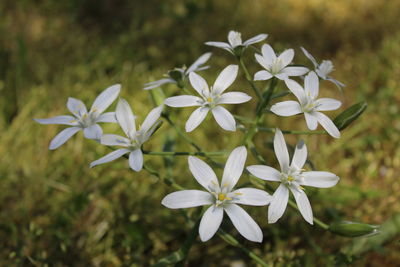 Close-up of white flowering plants on field