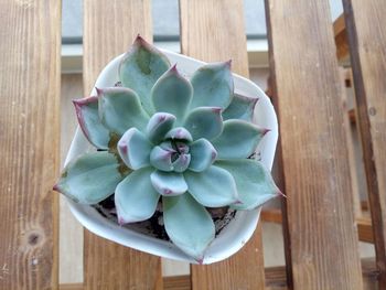 High angle view of succulent plant on table