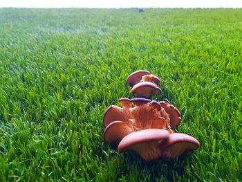 Close-up of shoe on grass in field