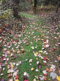 Fallen leaves on tree in forest during autumn