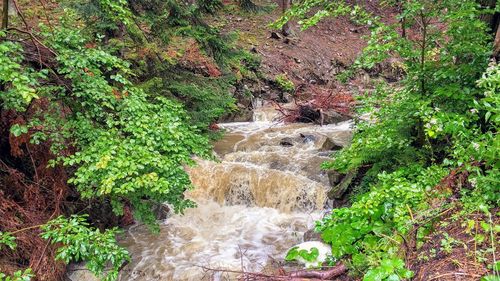 Scenic view of waterfall in forest