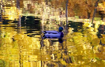 View of ducks swimming in lake