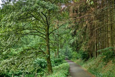 Road amidst trees in forest