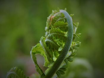 Close-up of fern plant