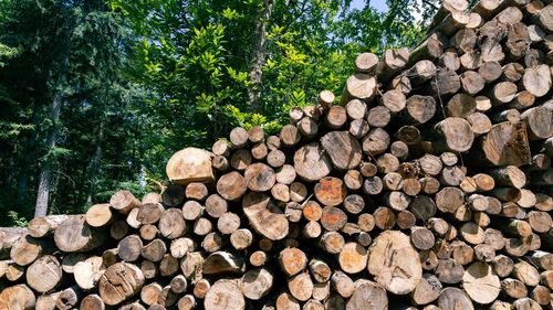 Logs stacked in a large pile climbing across the shot