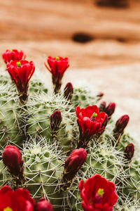 Close-up of red succulent plant