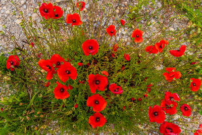 Close-up of red poppy flowers