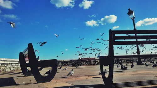 View of birds against the sky