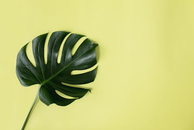 Close-up of rose on white background