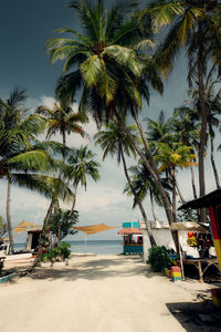 Palm trees by sea against sky. maldives 