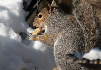 Close-up of squirrel on snow