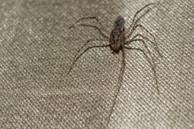 Close-up of insect on textured surface