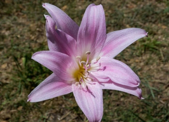 Close-up of purple crocus flower on field