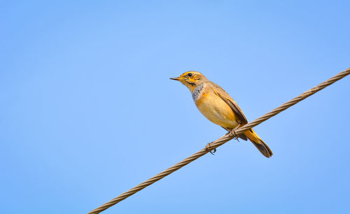 Low angle view of bird perching on cable against clear sky