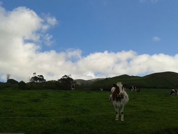 Horse grazing on grassy field