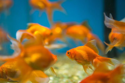 Fish swimming in aquarium