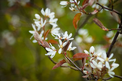 Close-up of cherry blossom on tree