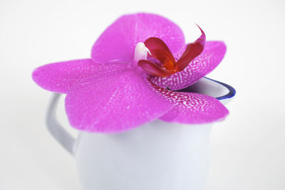 Close-up of pink flower over white background