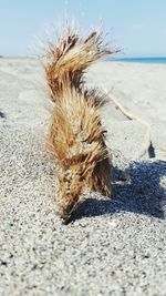 Surface level of beach
