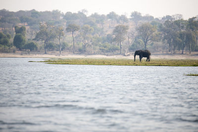 View of elephant in the lake