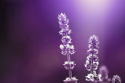 Close-up of purple flowering plant against blue background