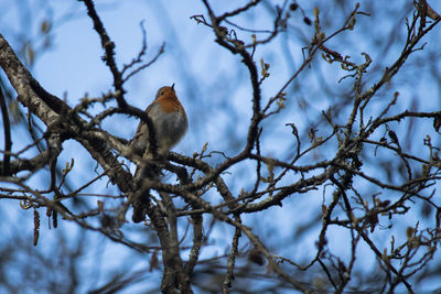 Low angle view of bird perching on tree against sky