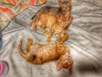 High angle view of ginger cat lying on carpet