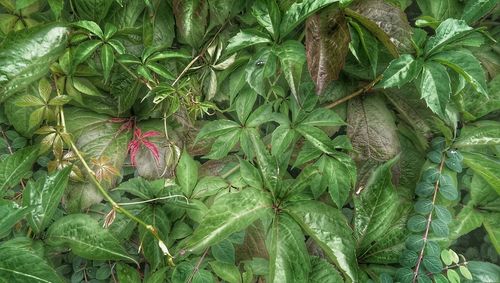 Full frame shot of leaves