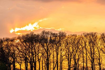 Silhouette trees against sky during sunset