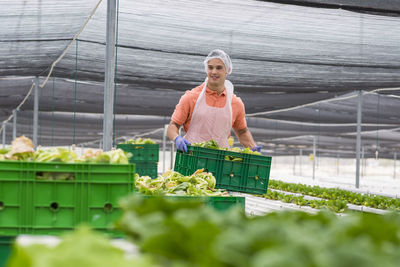 Worker in greenhouse carrying crate with freshly harvested vegetables