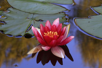 Close-up of pink flowers
