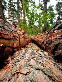 Low angle view of trees in forest