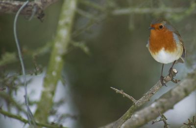 Close-up of bird perching on branch