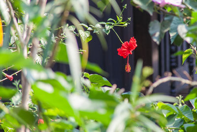 Close-up of red flowering plants