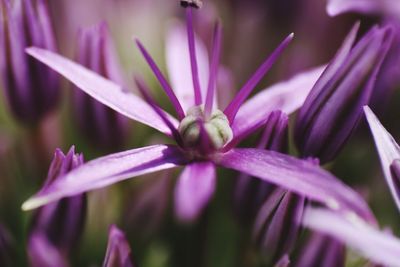 Close-up of purple flowers blooming outdoors