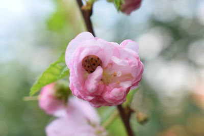 Close-up of pink flower blooming outdoors