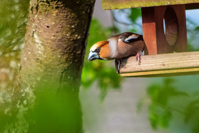 Hawfinch on birdhouse