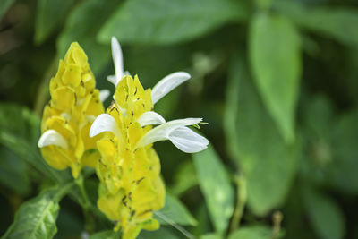 Close-up of yellow flowering plant