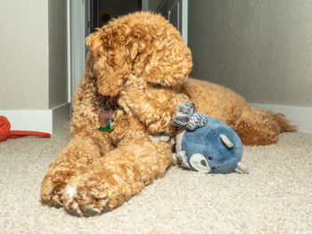 Stuffed toy at home