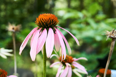 Close-up of coneflower blooming outdoors