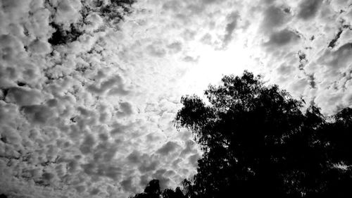 Low angle view of silhouette trees against sky