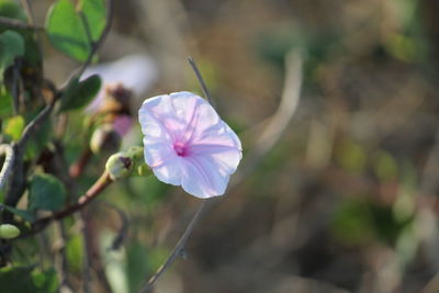 Close-up of white flowering plant