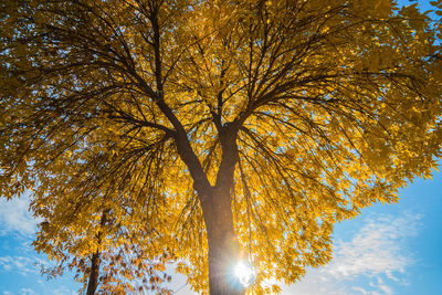 Low angle view of tree against sky during autumn