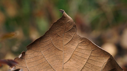Close-up of dried leaf