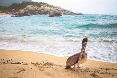 Pelican at tayrona national park in colombia at colombian caribeann