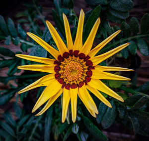 Close-up of yellow flower