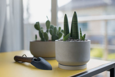 Close-up of potted plant on table