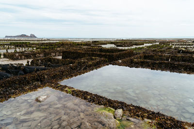 Oyster farms in cancale at low tide